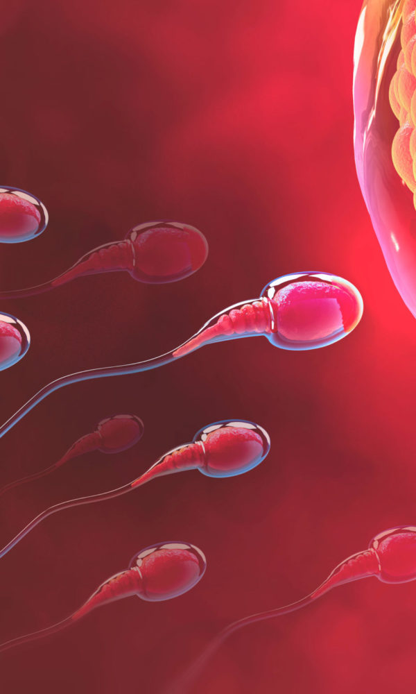 MACS i FERTILE Tècniques de selecció espermatozoides