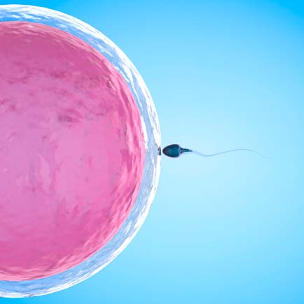 Inseminació artificial Embriogyn fase 4